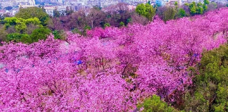 昆明最早的疫情地区是(昆明出现过疫情吗)-第1张图片