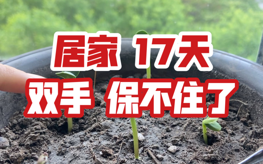 朝阳地区有疫情补助吗.朝阳地区有疫情补助吗多少钱?-第1张图片