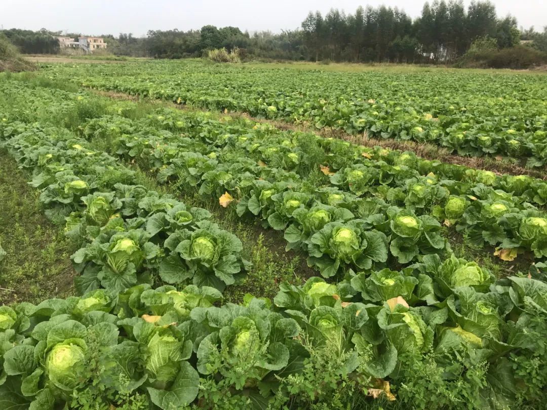 【常宁市松柏地区疫情,常宁市松柏地区疫情最新情况】-第3张图片