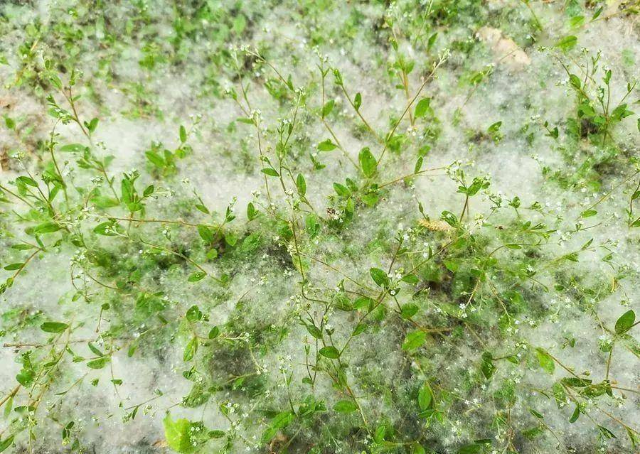 华北地区飞絮疫情.华北地区飞絮疫情最新消息？-第1张图片