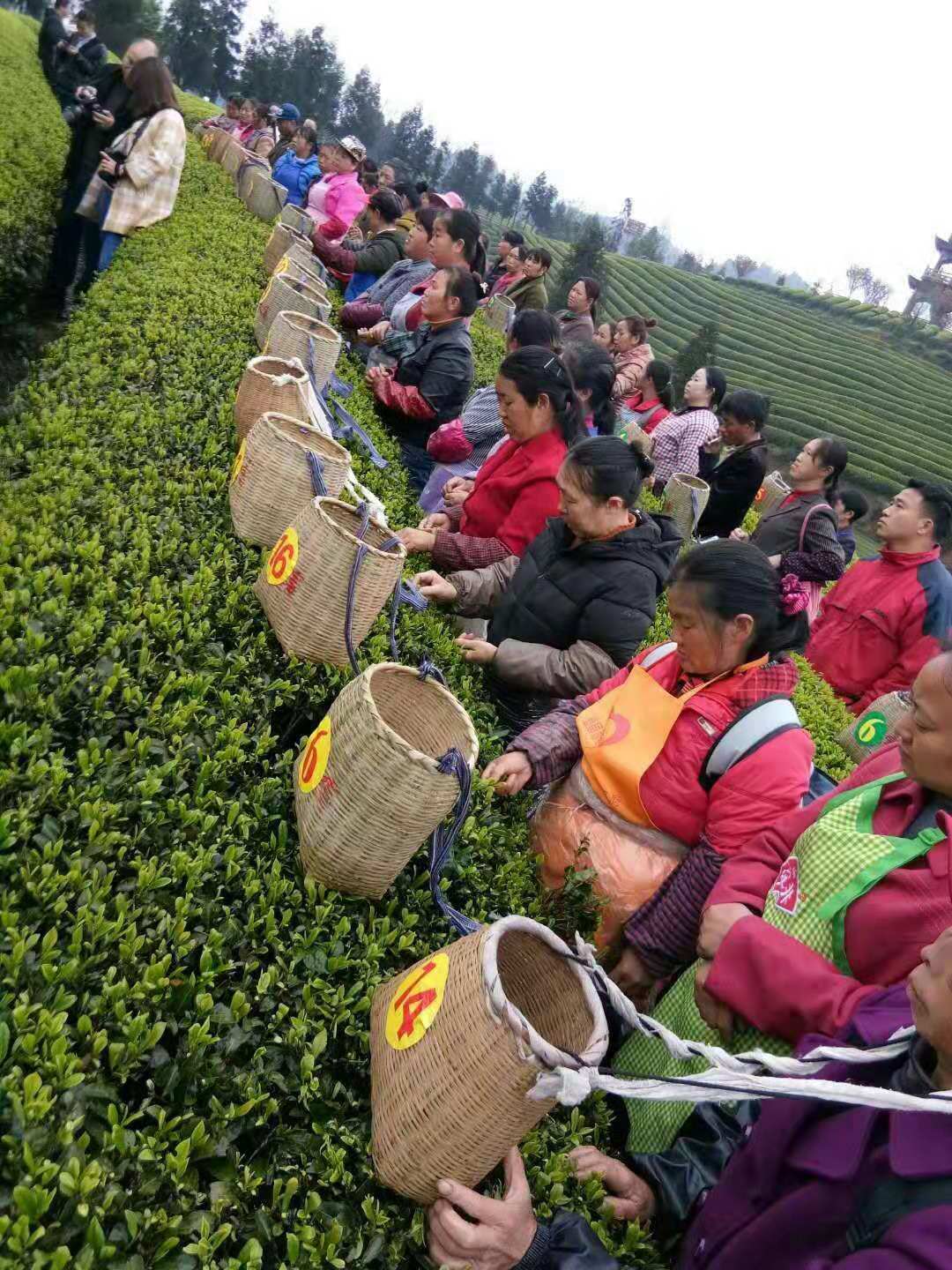 【遵义疫情分部凤冈地区,遵义市凤冈县今日新闻】-第3张图片