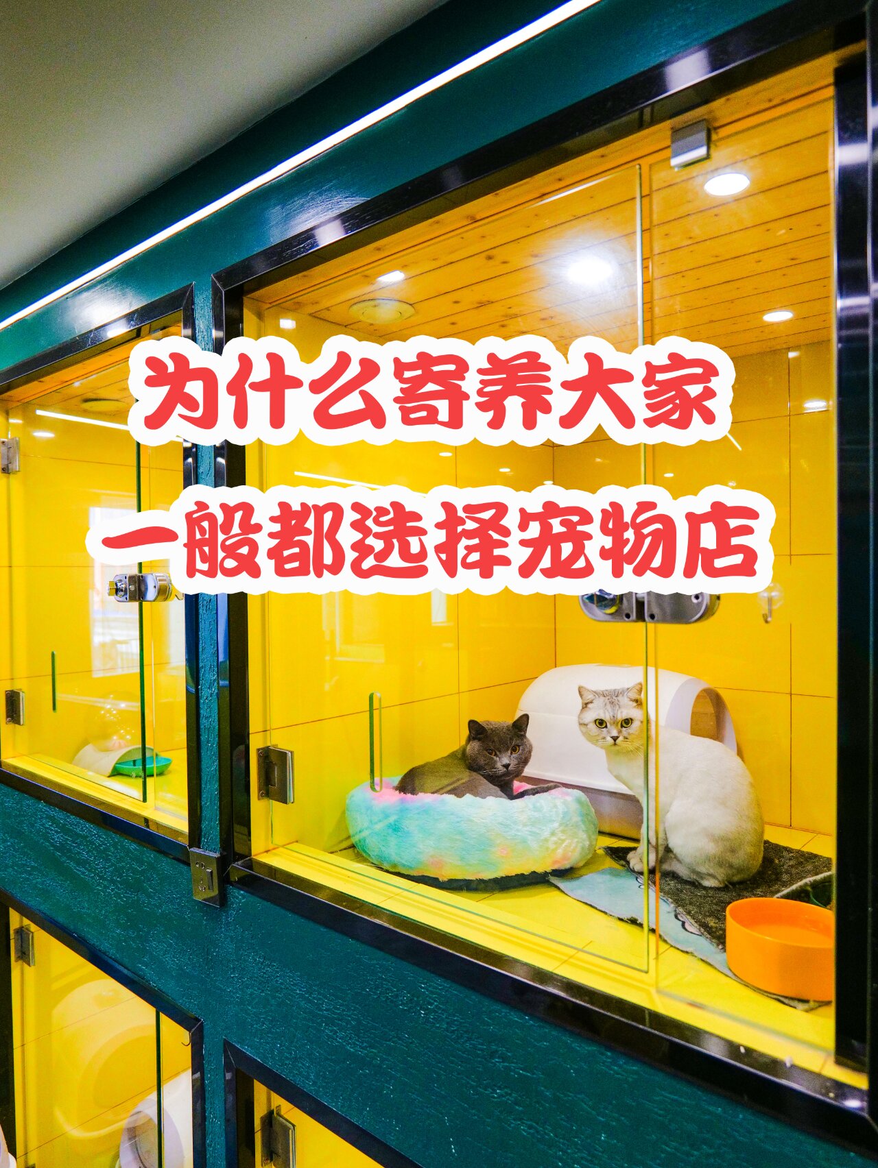 疫情地区宠物店寄养(疫情下宠物怎么处理)-第1张图片