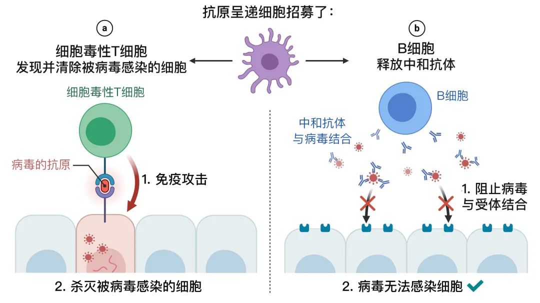【疫情b类地区多久解除,疫情b类c类人群】-第1张图片