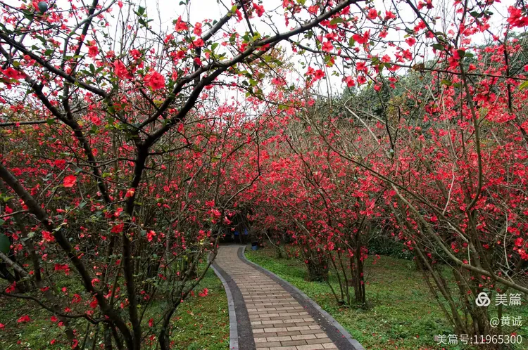 花木地区疫情是真的吗(花木确诊)-第1张图片