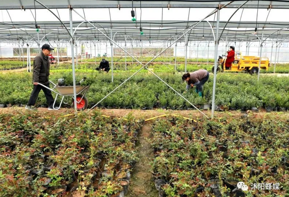 花木地区疫情是真的吗(花木确诊)-第3张图片