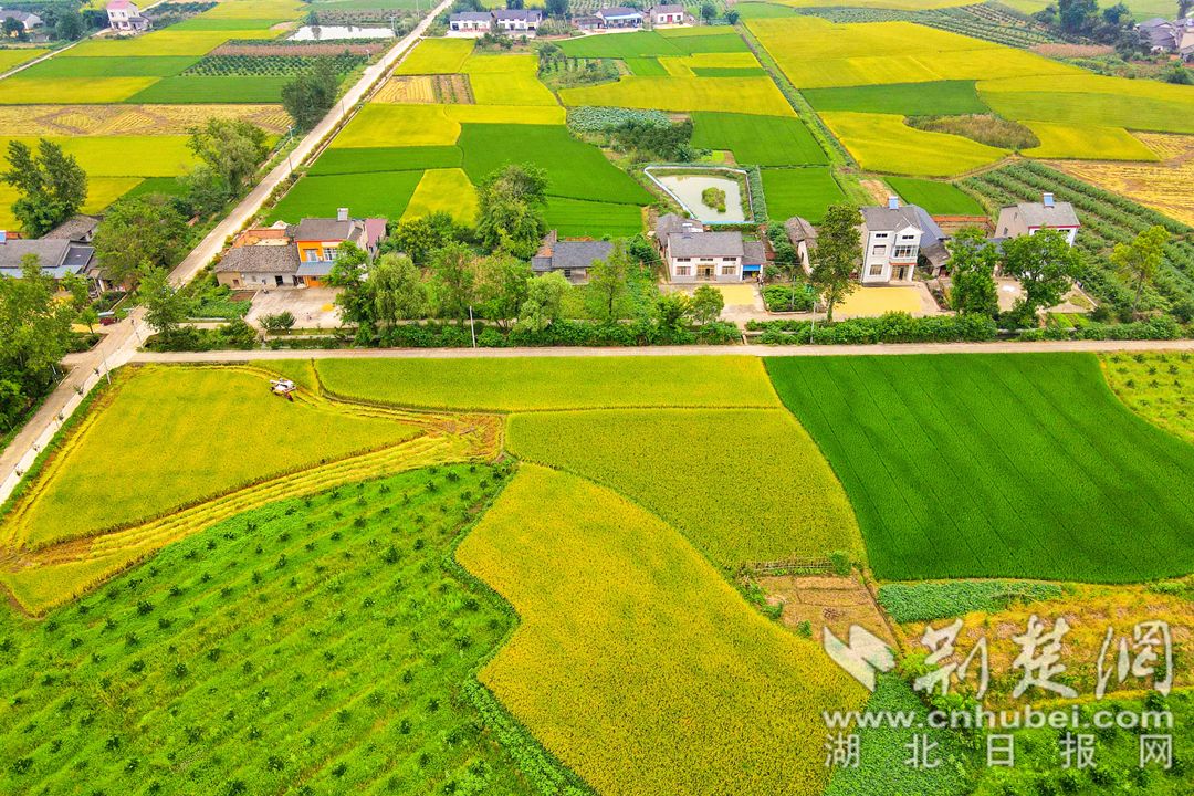 【枝江哪个地区有疫情发生,湖北省枝江市疫情严重吗】-第2张图片